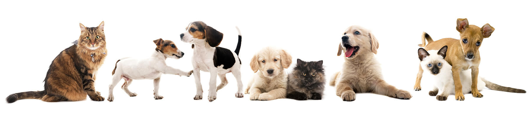 Dogs Cats White Background